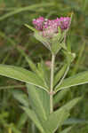 Swamp milkweed